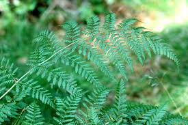 Image result for Woodsiaceae