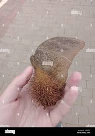 Image result for Centrolobium