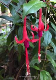 Annual flowers are those which you have to plant annually (an easy way to remember); 20 Perennials For Shade That Bloom All Summer With Pictures