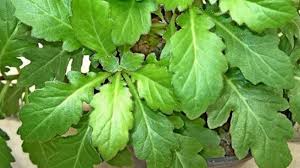 Kami menawarkan berbagai tanaman hias mulai yg langka sampai yg ready. Manfaat Daun Beluntas Untuk Kesehatan Bisa Juga Digunakan Atasi Problem Kewanitaan Tribun Jabar