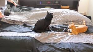 Making A Bed With Cats Around How To Make Bed Cats Living With Cats