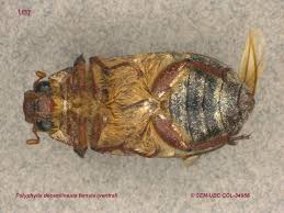 Image result for Polystachya cribbiana