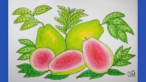 Sebuah sketsa wajah dari seniman terkenal bisa dibandrol seharga jutaan rupiah. Cara Menggambar Buah Jambu Biji Dengan Crayon Oil Pastel Youtube