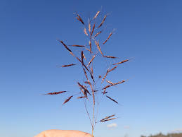 Image result for Capillipedium