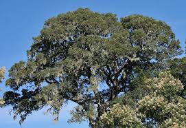 Image result for Afroqueta capensis