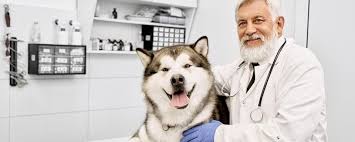 Влияние на иммунитет собак: изменение иммунологических показателей