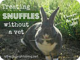 While there are quite a few methods for killing maggots, one that is proven to work is the use of salt. Treating Rabbit Snuffles Without A Vet Afterthoughts