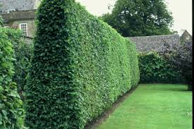 Great savings & free delivery / collection on many items. 17 Ligustrum Ideas Plants Hedges Shrubs