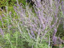 Image result for perovskia atriplicifolia 'little spire'
