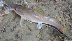 Pada malah hari ikan predator akan keluar untuk mencari makan, salah satunya ikan baung. Umpan Pancing Ikan Baung Paling Jitu