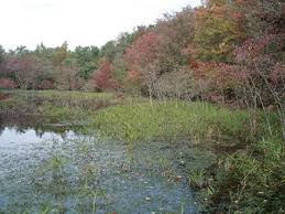 Image result for Vandenboschia gigantea