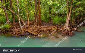 Image result for Rhizophoraceae