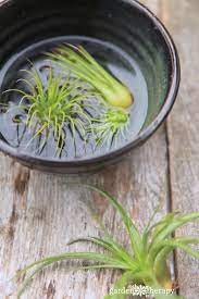 If you place them near or on highly. How To Properly Water Air Plants Garden Therapy