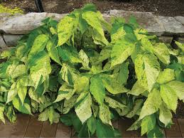 Image result for Acalypha ornata