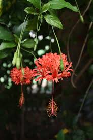 Image result for Hibiscus schizopetalus