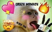 Crazy Monkey Tea