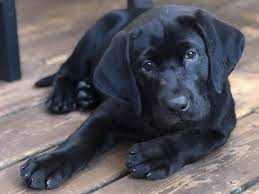 Golden labrador puppies for sale in wisconsin, usa, page 1 (10 per page) puppyfinder.com is your source for finding an ideal golden labrador puppy for sale in wisconsin, usa area. Morning Dew Retrievers