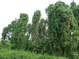 Image result for Merremia