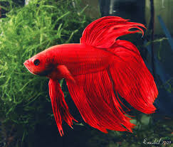 Betta Splendens By Enedril Jpg 974 832 Betta Fish Tropical Fish Tanks Betta