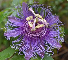 Purple Passion Flower Passiflora Incarnata Passion Flower Flowers Beautiful Flowers