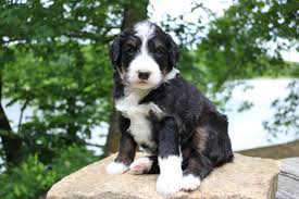 Mini bernedoodle are cuddly, very loving, and smart. Standard Bernedoodle Puppy Illinois