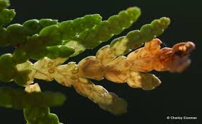 Image result for argyresthia thuiella thuja symptoms