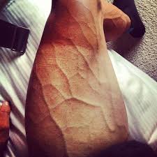 The entire race consists of 21 stages and is approximately 3,470 kilometers, or 2,1576 miles, long. Tour De France Legs Tourism Company And Tourism Information Center