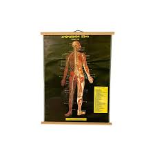 Check spelling or type a new query. Muscular System Vintage Anatomical Pull Down And 50 Similar Items