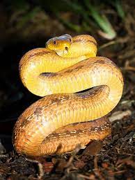Yellow Rat Snake Yellow Rat Snake Is The Common Name Given To The North American Rat Snake Subspecies Pantherophis Obsoletus Qua Rat Snake Reptiles Facts Snake