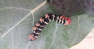 Pin On Proyecto Las Orugas Y Las Mariposas