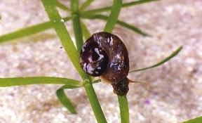 Image result for Chamaecrista zambesica