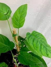 Monstera adansonii is a lovely tropical plant with great foliage. Any Monstera Experts Is This A Monstera Adansonii V Laniata