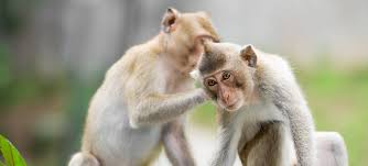 May 23, 2017 · people born in a year of the monkey are supposedly intelligent, lively, and creative, but might also be selfish and impatient. 60 Amazing Monkey Facts And Trivia Factretriever
