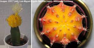 We did not find results for: Moon Cactus Care Guide For Growing Colorful Grafted Cactus