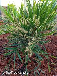 Image result for Phyllanthus confusus