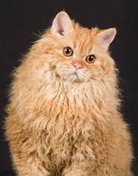 Pin By Wanita Van On Cats Pretty Cats Cats Curly Cat