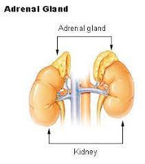 Healing The Adrenals Journeying Into The Complexities Of Adrenal Fatigue Adrenal Glands Endocrine Disorders Adrenal Exhaustion