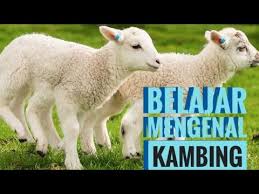 Dihalaman ini anda akan melihat gambar mewarnai hewan domba yang menarik! Pembelajaran Tema Binatang Ternak Kambing Youtube