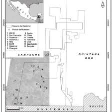 Image result for Globimetula kivuensis