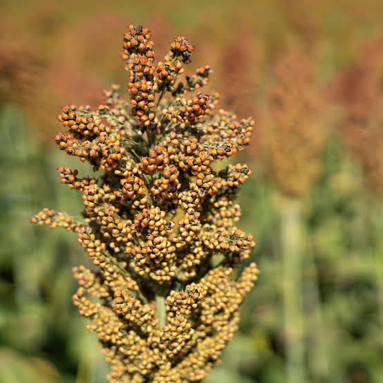 Boom a China: anticipan la exportación de 1,7 millones de toneladas de un cultivo argentino que caerá muy fuerte en dos potencias - LA NACION