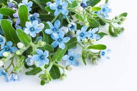 Image result for Habenaria tweedieae