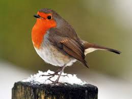 Conceived as a way to attract young readership, robin garnered. Robin Crowned As Uk S National Bird It S Aggressive Vicious But Peculiarly British The Independent The Independent