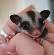 Katie S Sugar Glider Adventures Uk Home Facebook