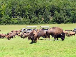 Dans une admirable clairière de la forêt d'eawy, le très beau prieuré du bois de la belle abrite aujourd'hui le plus grand élevage de. Reve De Bisons Muchedent Alimentation Normandie Tourisme