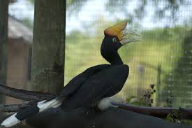 Black Bird With Large Yellow Beak Live Animal Cam Virginia Zoo Pet Cam Live Animals Animals