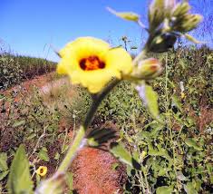 Image result for Hibiscus panduriformis