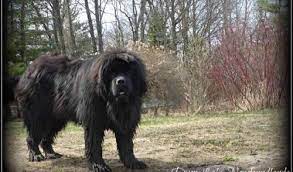 Newfoundland puppies for sale puppies are now available 434.21 miles. Newfoundland Puppy For Sale Adoption Rescue For Sale In Falmouth Michigan Classified Americanlisted Com