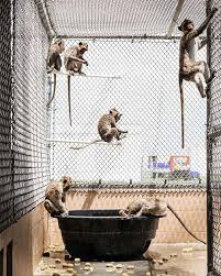 The finger monkey or pocket monkey is the smallest species which weighs only about 100 grams. How Monkeys Became Big Business In Florida