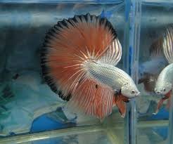 Silver Orange Dragon Betta Fish Betta Beautiful Fish