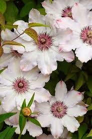 Flowersgardenlove Schneekonigin Klematis Schone Herrliche Hubsche Blumen Pflanzen Riesige Blumen Garten Pflanzen